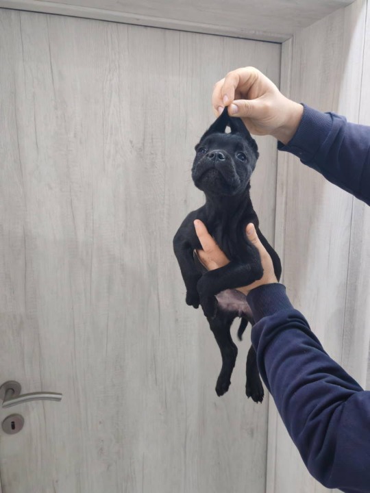 Na prodaju stenad Cane Corso 