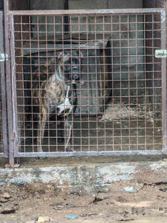 Na prodaju stenad Cane Corso 