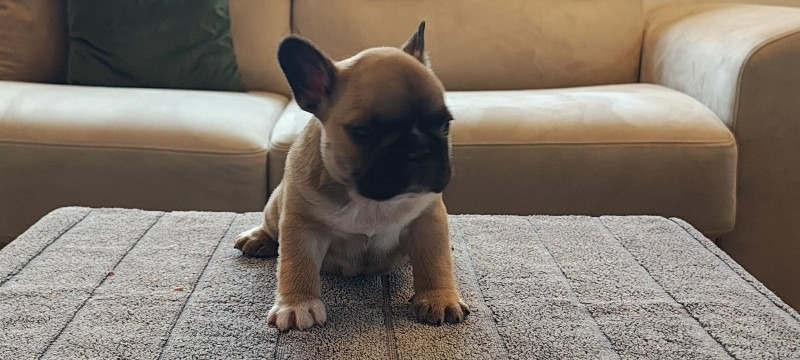 Francuski buldog stenad