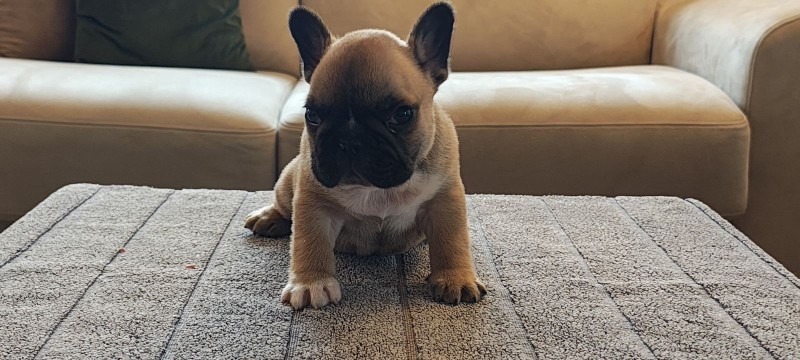 Francuski buldog stenad