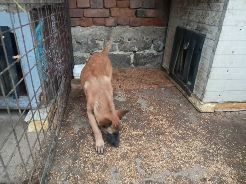Belgijski ovčar MALINOA štenci  