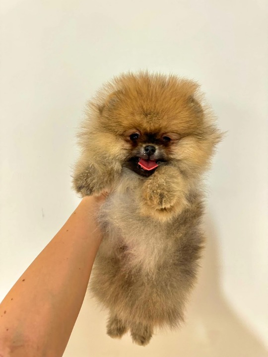 Dostupni prelepi štenci pomeranaca