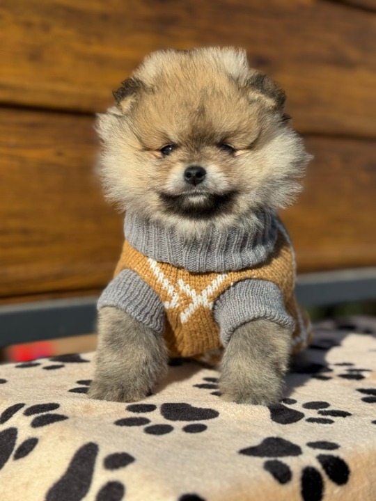 Dostupni prelepi štenci pomeranaca