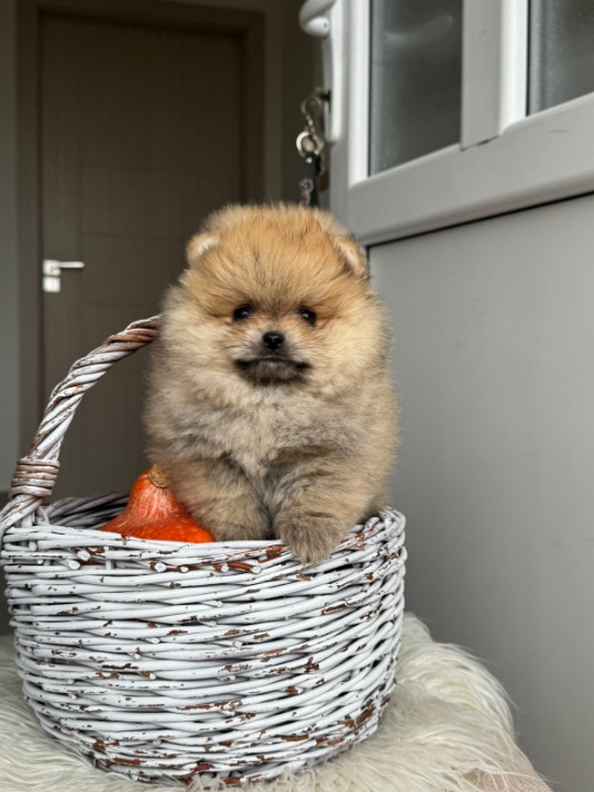 Dostupni prelepi štenci pomeranaca