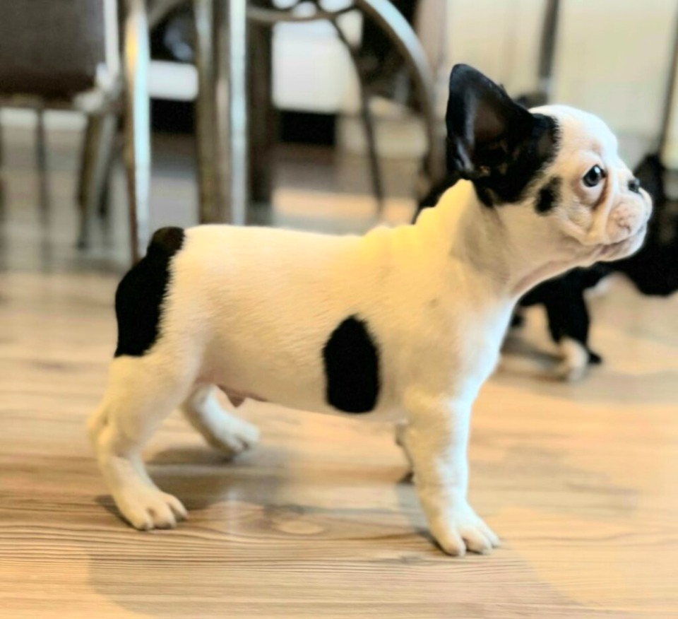 Francuski Buldog štenci