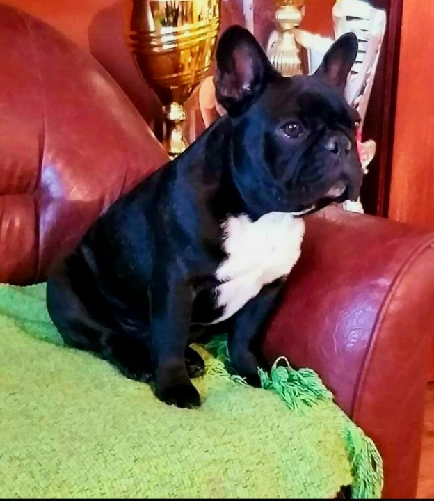 Francuski Buldog štenci