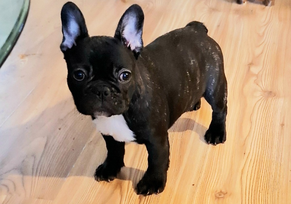 Francuski Buldog štenci