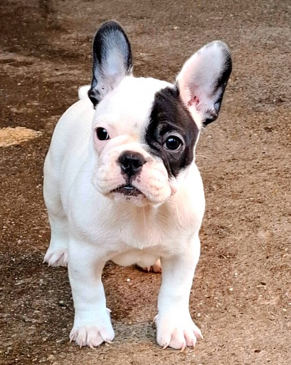 Francuski Buldog štenci