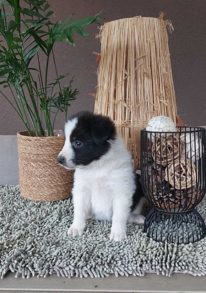Border koli/collie štenci