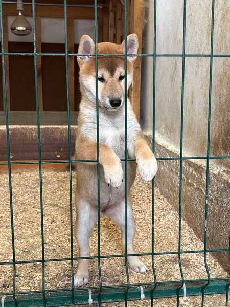 Shiba inu štenci od vrhunskih roditelja 