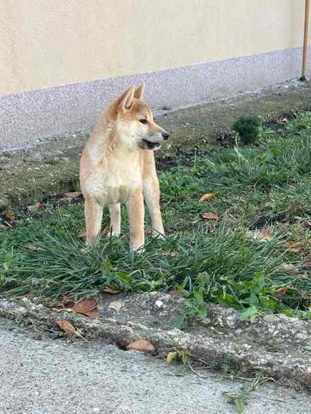 Shiba inu štenci od vrhunskih roditelja 