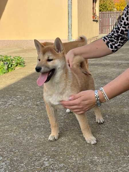 Shiba inu štenci od vrhunskih roditelja 