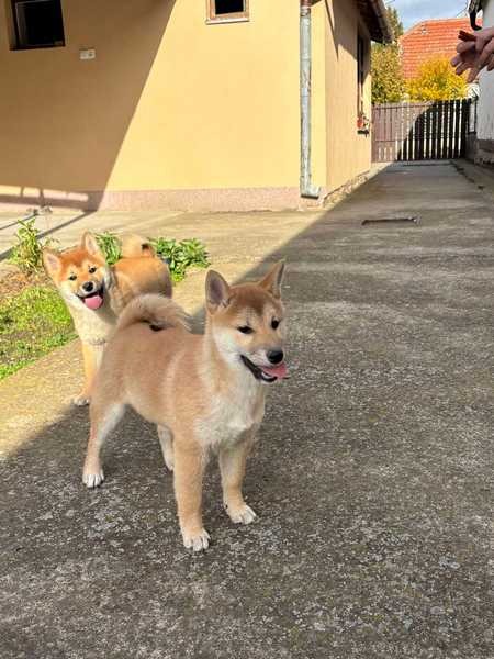 Shiba inu štenci od vrhunskih roditelja 