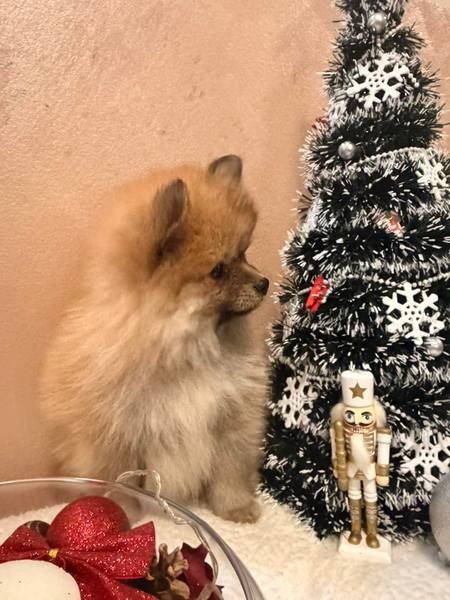 Pomeranski špic štenci oranž i beli