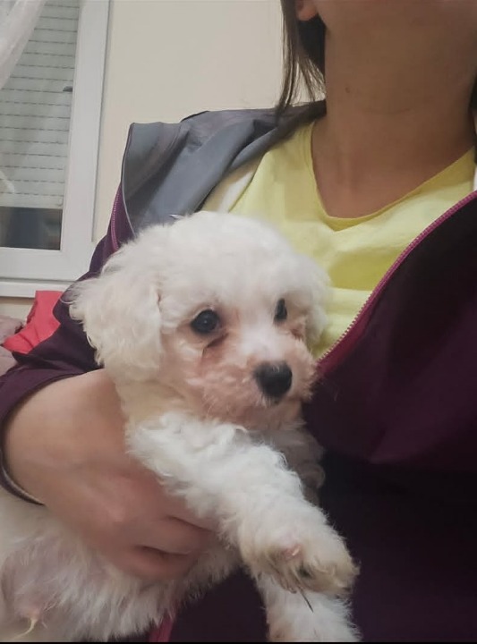 Kovrdžavi bišon (Bichon frise), štenci