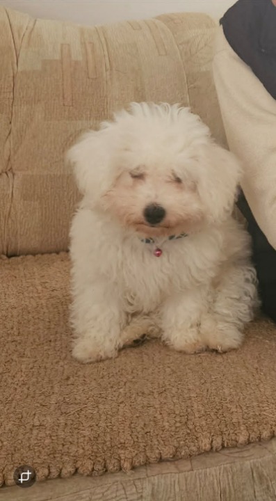 Kovrdžavi bišon (Bichon frise), štenci