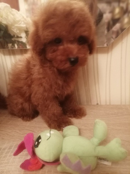 Prelepe patuljaste i toy pudle