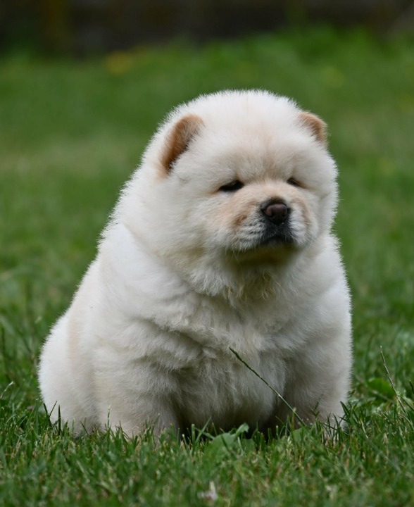 Chow Chow Čau Čau štenci