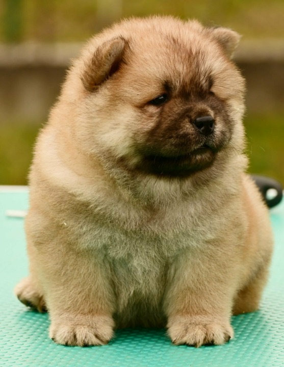 Chow Chow Čau Čau štenci