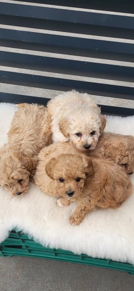 Maltipoo- bipoo