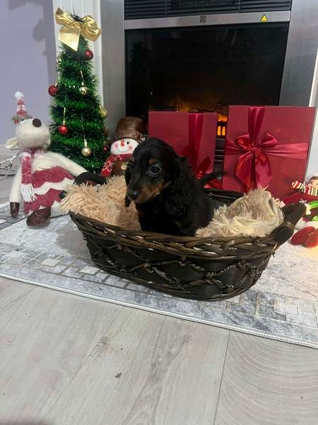Mini dugodlaki jazavčari, štenci 
