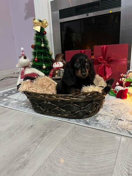 Mini dugodlaki jazavčari, štenci 