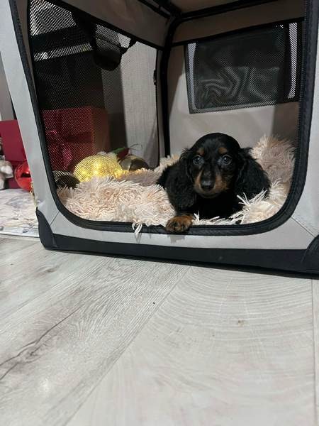 Mini dugodlaki jazavčari, štenci 