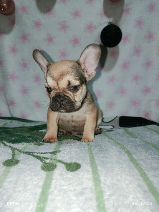 Francuski buldog –  četiri muška šteneta I jedna ženkica 