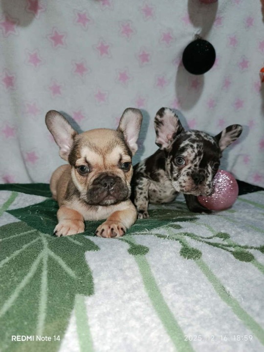 Francuski buldog –  četiri muška šteneta I jedna ženkica 