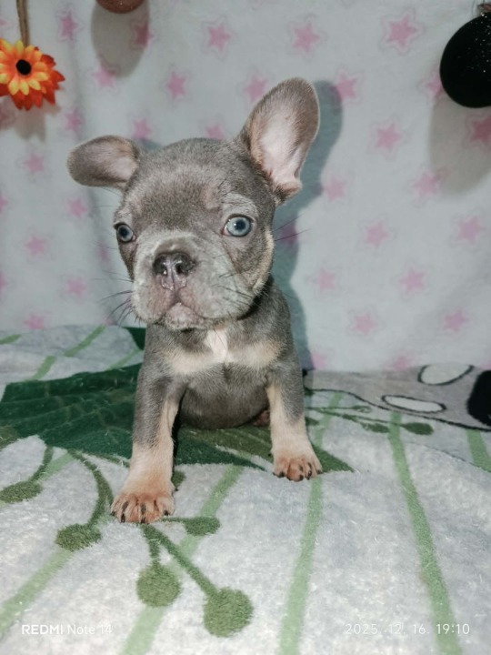 Francuski buldog –  četiri muška šteneta I jedna ženkica 