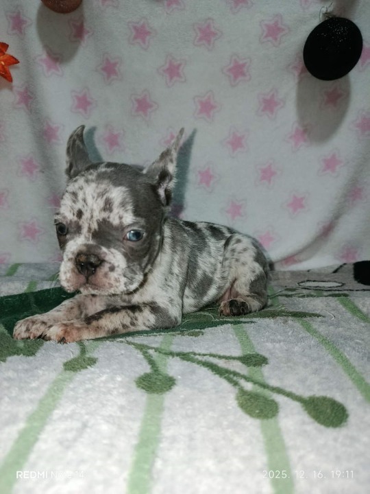 Francuski buldog –  četiri muška šteneta I jedna ženkica 