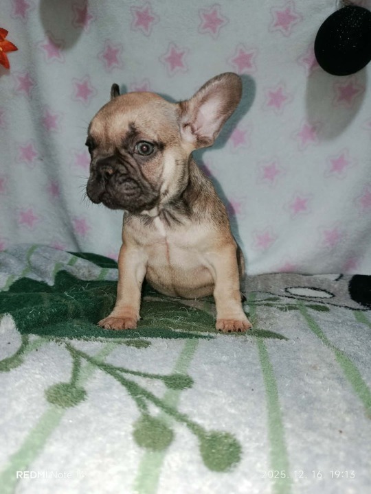 Francuski buldog –  četiri muška šteneta I jedna ženkica 