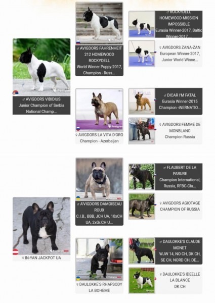 Francuski buldog,visokokvalitetno musko stene