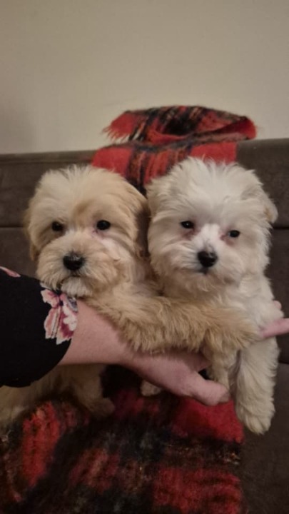 Maltipoo štenci 