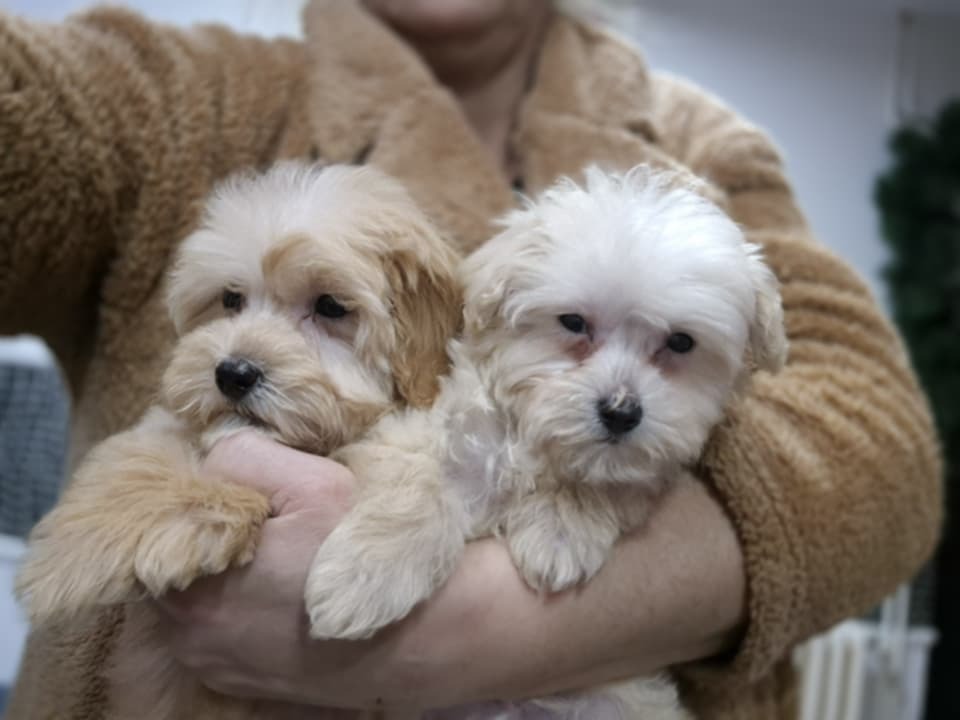 Maltipoo štenci 