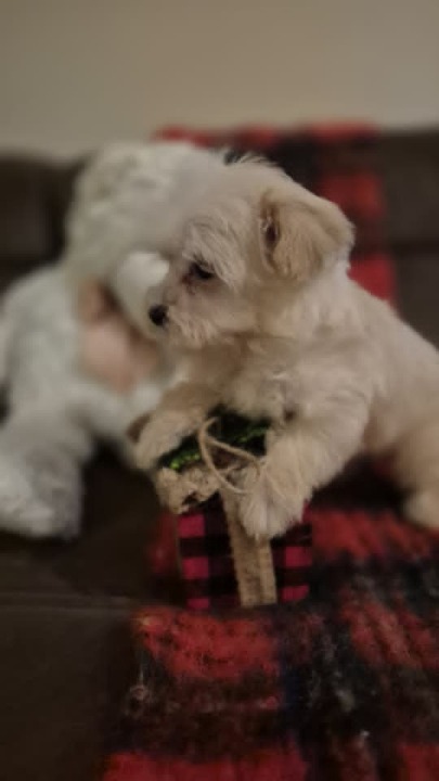 Maltipoo štenci 