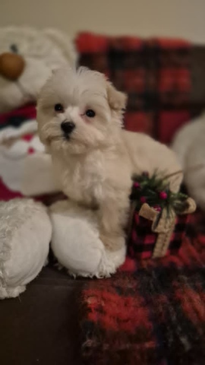 Maltipoo štenci 