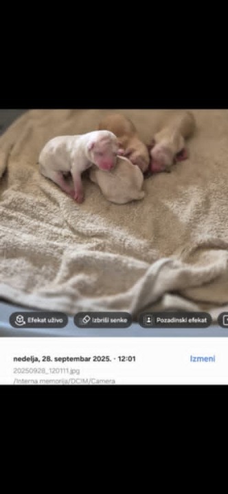 Maltipoo štenci 