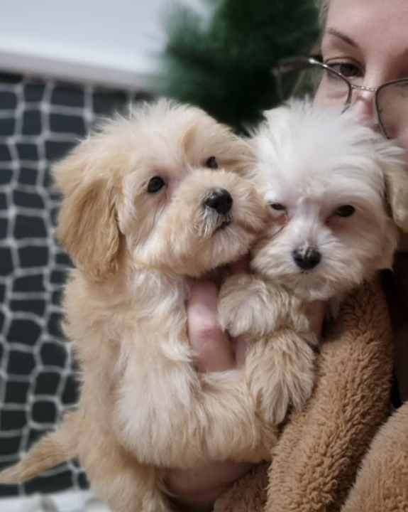 Maltipoo štenci 