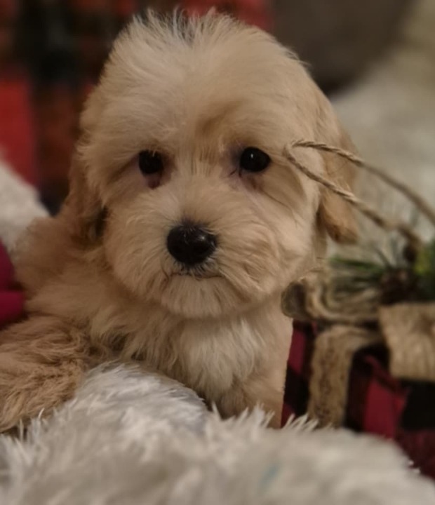 Maltipoo štenci 