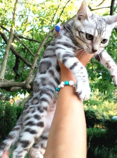 Bengalska macka Bengalski macici