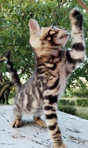 Bengalska macka Bengalski macici