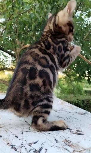 Bengalska macka Bengalski macici
