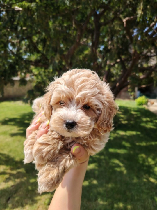 Maltipoo stenci