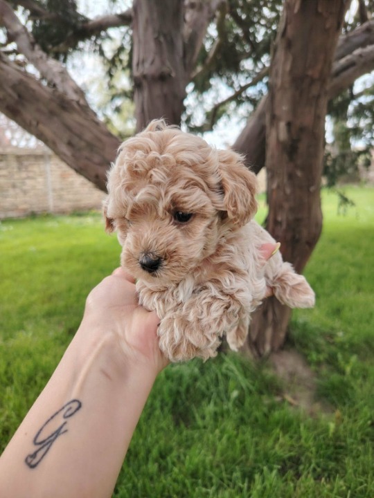Maltipoo stenci