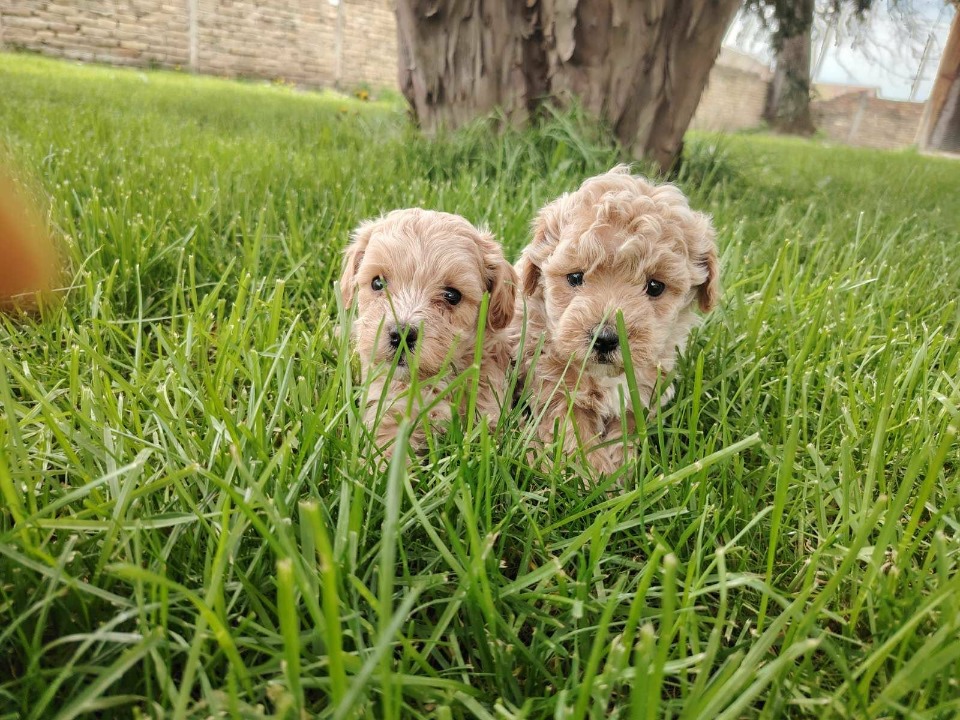 Maltipoo stenci