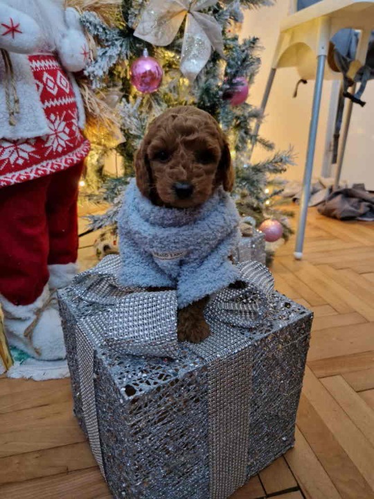 Preslatke malene toy pudle 
