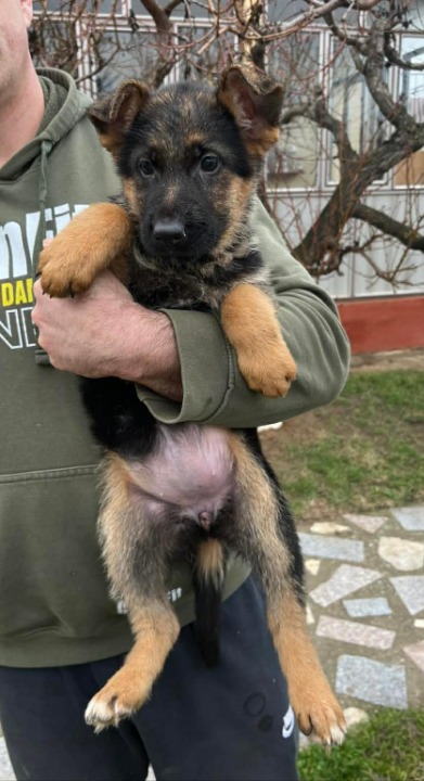Nemački ovčar kratkodlaki, štenci