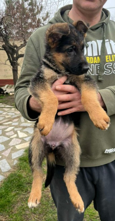 Nemački ovčar kratkodlaki, štenci