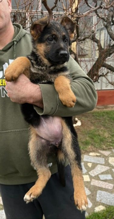 Nemački ovčar kratkodlaki, štenci
